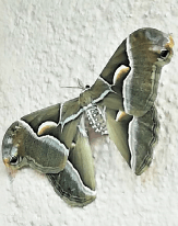 Schermata 2020 09 17 a 09.33.33
