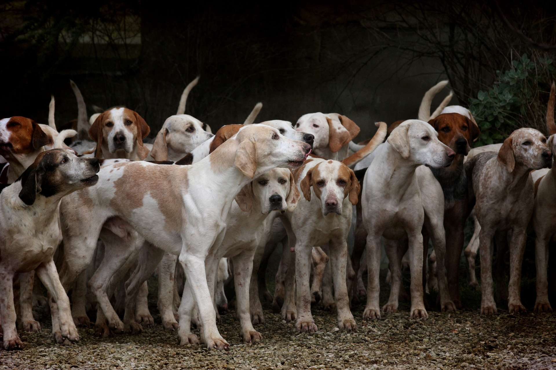 dog 2691871 1920