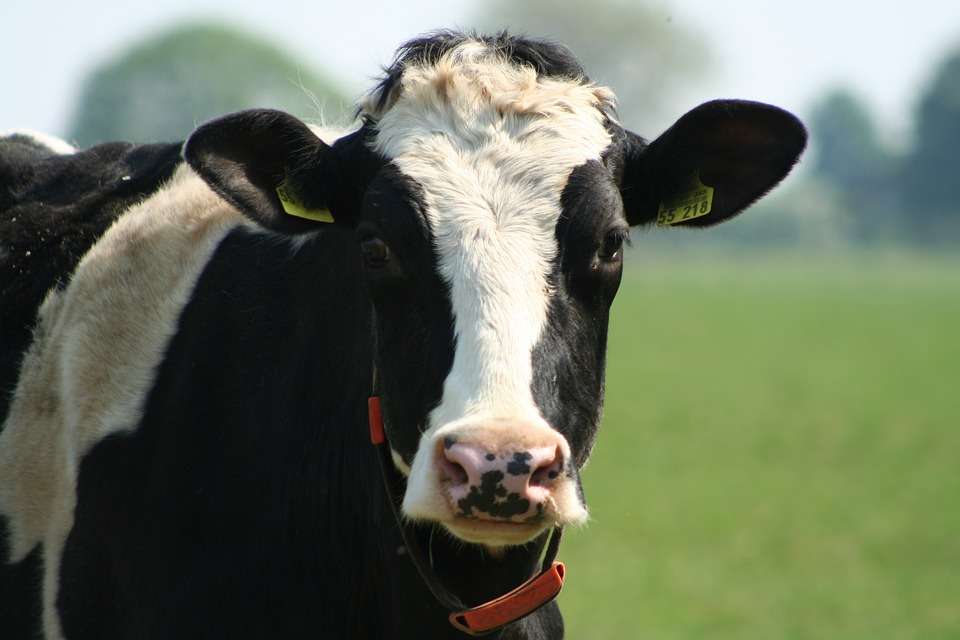 cow 3453895 960 720