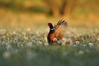 wild pheasant male nature habitat shy endangered animal close up european wildlife 475641 762