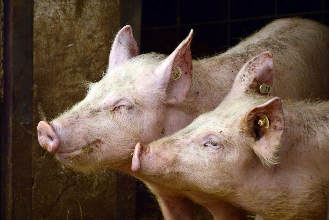 pigs gec6e2b5b3 1280