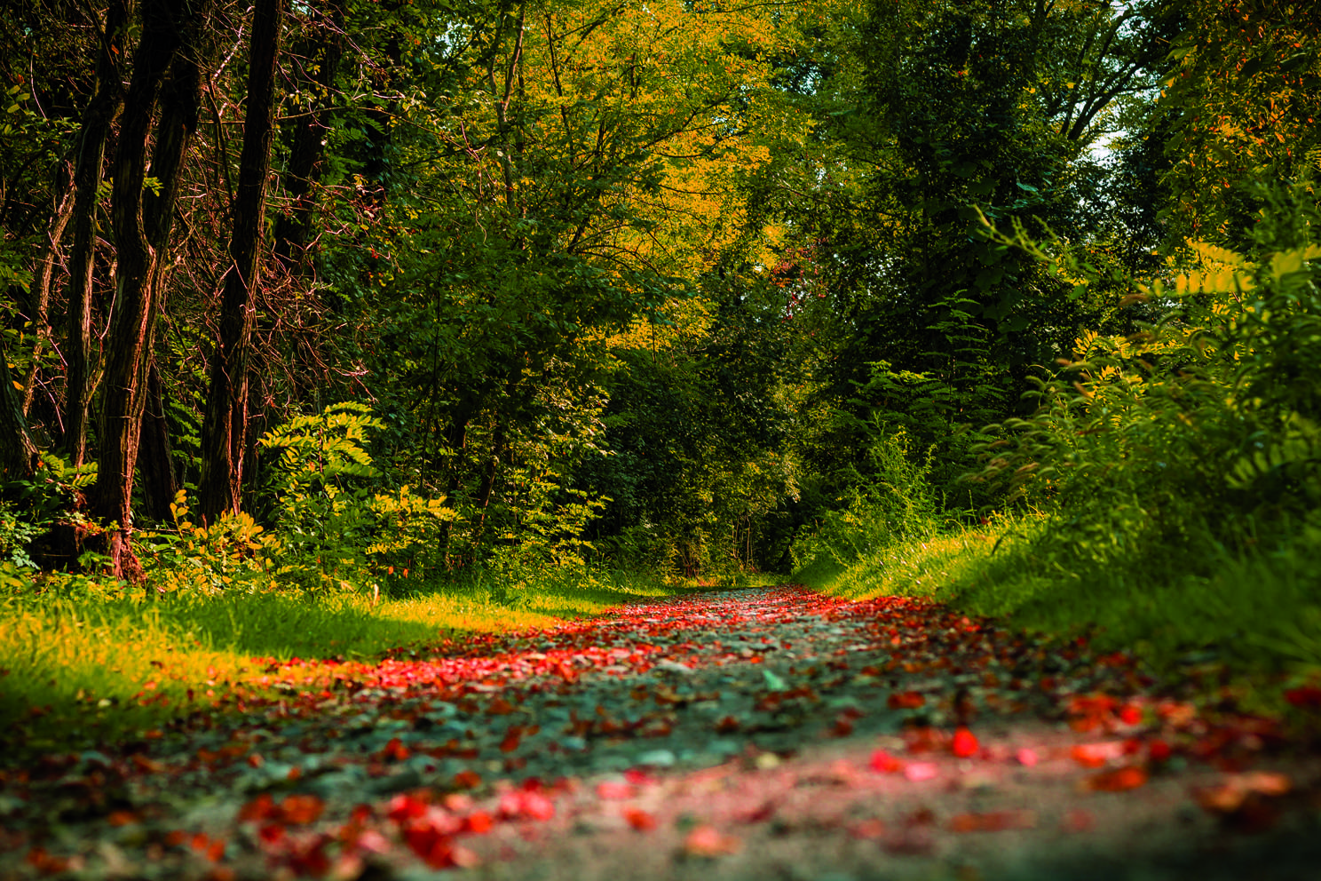 colori dell'autunno