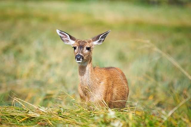fallow deer gdb77c5a26 640