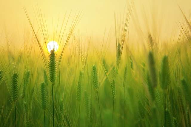 barley field 1684052 640