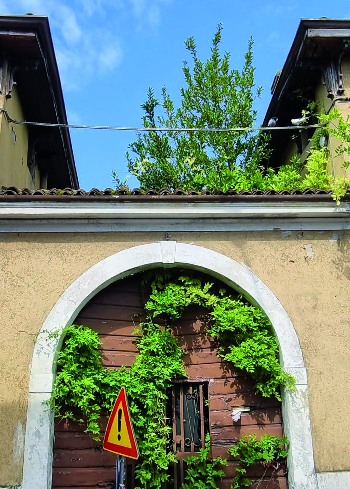 Colonia di piccioni